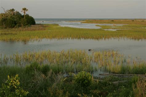 Free Picture Marsh Marine Environments
