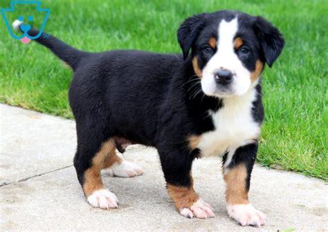Brutus Greater Swiss Mountain Dog Puppy For Sale Keystone Puppies