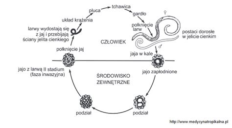 Na Schemacie Przedstawiono Cykl Rozwojowy Glisty Ludzkiej W Polsce