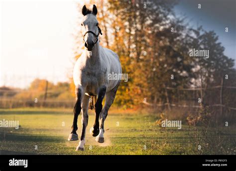 Beautiful Arabian Horse Run Gallop In Flower Meadow Stock Photo Alamy