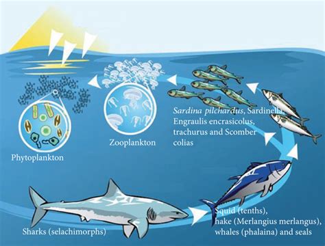 The Pyramid Of The Marine Food Chains Download Scientific Diagram