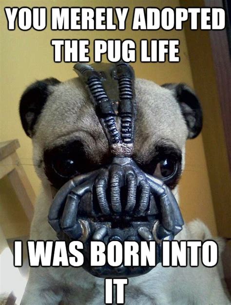 88 Best Pug Memes Funny Memes