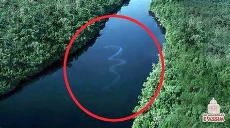 Anaconda Flagrada No Meio Do Grande Rio Amazonas Anaconda Gigante Deadly Creatures Sea