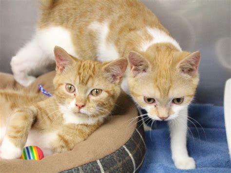 **please read the full ad before you reply** two (2) extremely bonded rescue kittens are up for adoption. Adorable orange tabby kittens available for adoption at ...