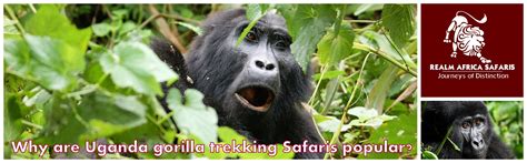 Why Are Uganda Gorilla Trekking Safaris Popular Realm Africa Safaris
