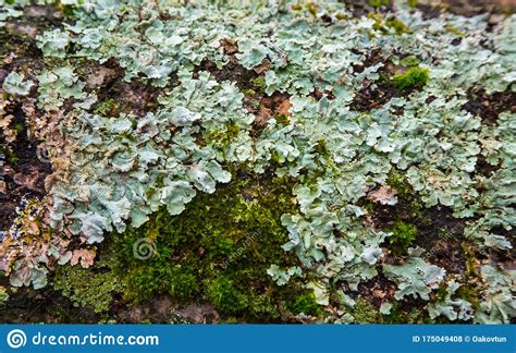 Lichens Moss And Mushrooms On A Rotten Tree Stock Photo Image Of