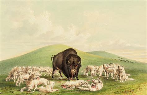 Buffalo Hunt White Wolves Attacking A Buffalo Bull Painting By George