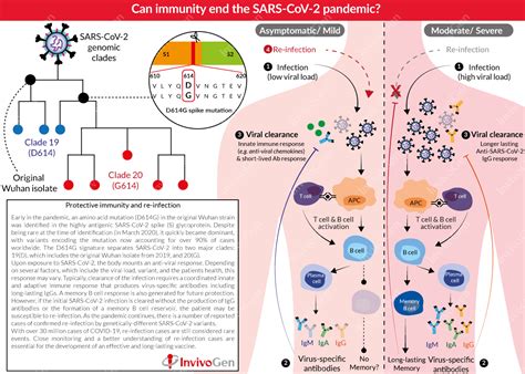 Experts have continued to stress the benefits of how do we know a vaccine is safe? Spotlight on COVID-19 | Re-infection | InvivoGen