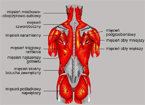 Proporcjonalny rozwój pleców