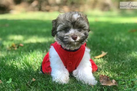 It is an excellent choice for large breed dogs because it contains enough proteins and energy, balanced with. Diamond : Havanese puppy for sale near Long Island, New ...