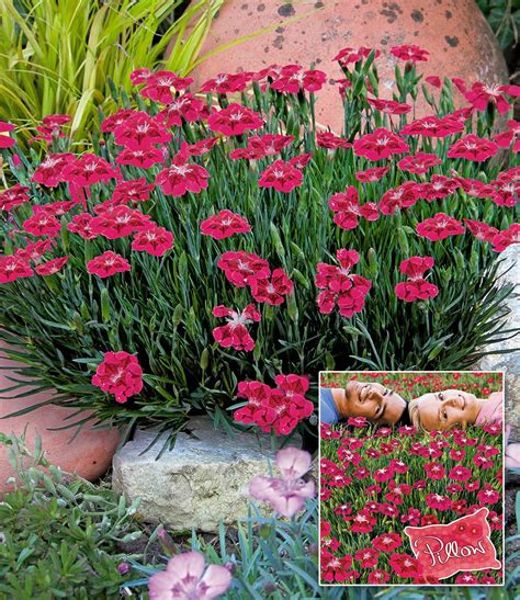 Ein staudenbeet im garten ist ein schöner blickfang. Bodendecker-Nelke Red Pillow: Top-Stauden | BALDUR-Garten