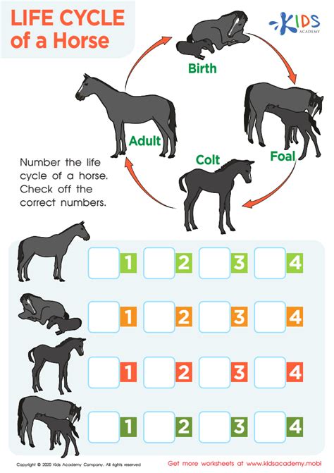 Life Cycle Of A Horse Worksheet For Kids Answers And Completion Rate