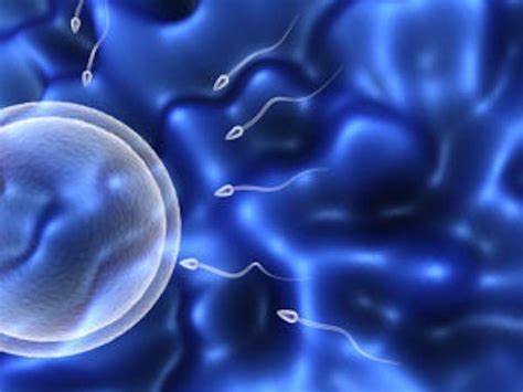 An Overview Of The Screening Process For Donor Sperm Rocky Mountain