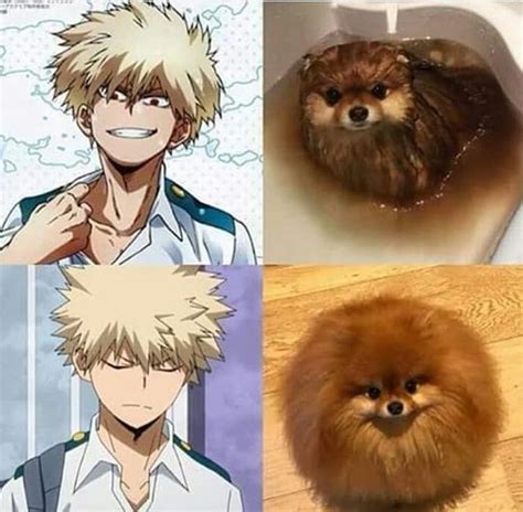 Anime Angry Pomeranian Meme Img Titmouse