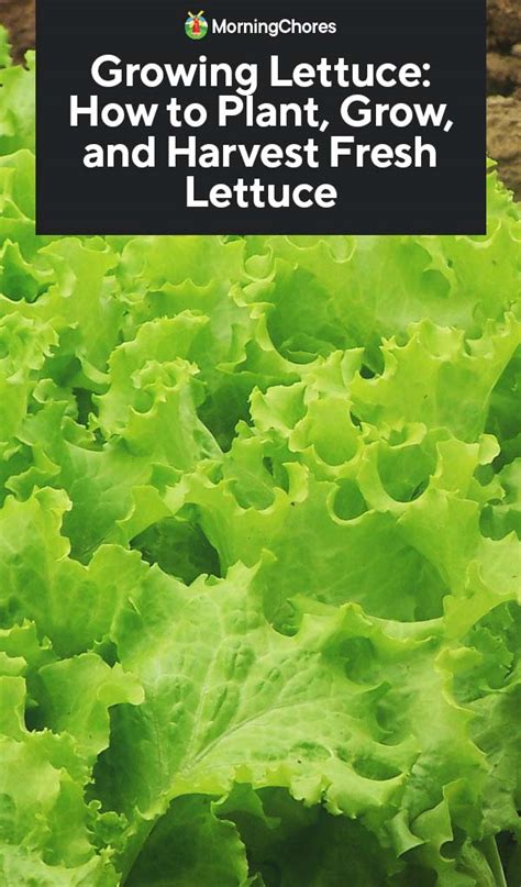 Growing Lettuce How To Plant Grow And Harvest Fresh Lettuce