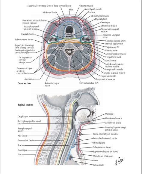 Bildergebnis Für Fascia Nerve Anatomy Human Anatomy Ultrasound