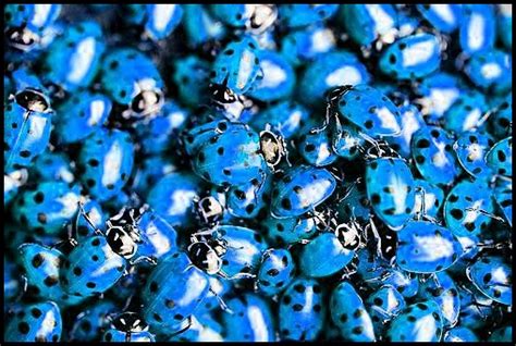 Blue Ladybugs By Marlowlover On Deviantart