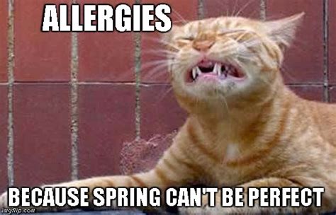 Allergies Imgflip