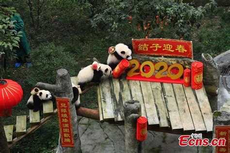 Worlds Oldest Captive Giant Panda Celebrates Spring Festival China