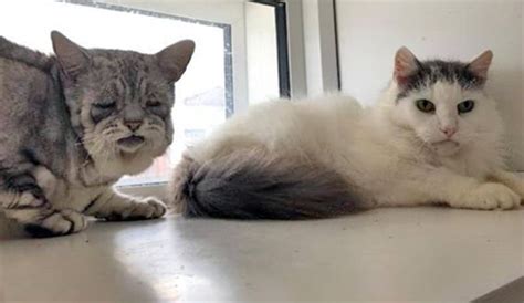 Cerebellar hypoplasia (ch) is a neurological condition in which the cerebellum is smaller than usual or not completely developed. Meet The Adorable Cat With Ehlers-Danlos Syndrome Who ...