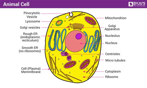 Animal Cell Diagram Junior Cert Labeled Functions And Diagram