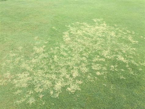 Wvccgreens Summertime Bermudagrass Suppression In Action