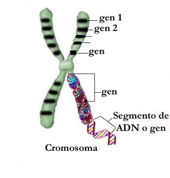 Gen Tica Molecular Blogodisea