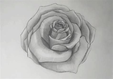 Rose Zeichnen Lernen Zeichenanleitung Für Realistische Rosen