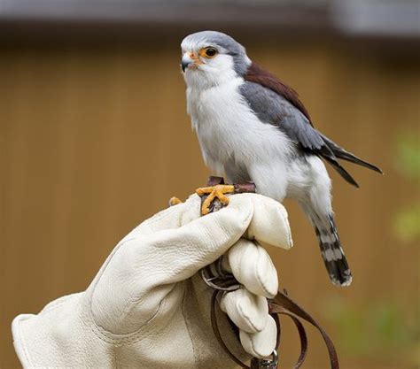 Pygmy Falcon Pet Birds Raptors Bird Beautiful Birds