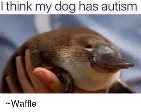 Dog Dank Memes