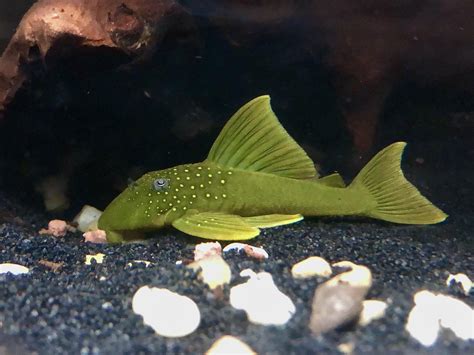 My L200 Hi Fin Green Phantom Pleco Raquariums