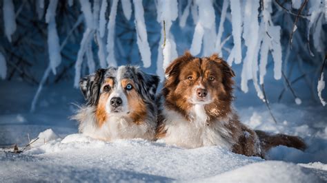 Australian Shepherd Dogs Are Sitting On Snow In Snow Forest Background