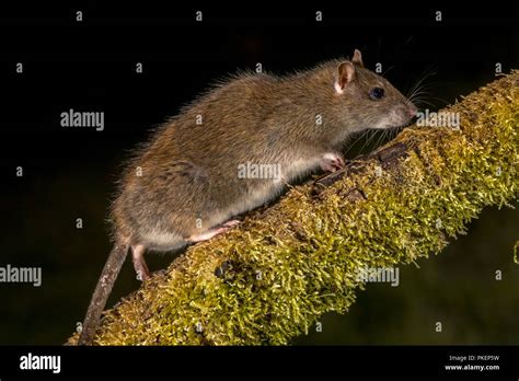 Wild Brown Rat Rattus Norvegicus Walking On Log At Night High Speed