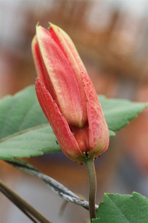 Passiflora Coccinea Passifloraceae Image At Phytoimages Siu Edu