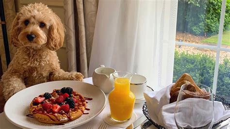 The Dog Friendly Hotels In The Uk To Check Into With Your Pooch