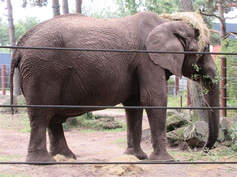 African Elephant Huge Bull Zoochat
