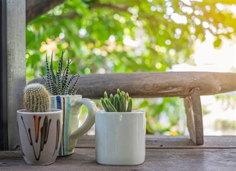 Veillez à tourner le pot des plantes à intervalles réguliers pour encourager de nouvelles pousses. Petit Cactus Beau Dans La Tasse De Pot Et De Café Sur Bois ...