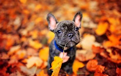 French Bulldog Animal Background Wallpapers Dogs