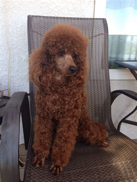 Groomed Red Miniature Poodle Poodle Red Poodles Pet Dogs