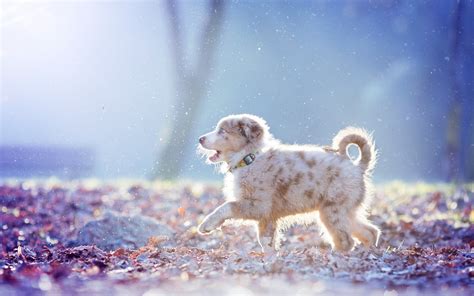 Download Wallpapers Aussies Dogs Winter Puppy Australian Shepherd