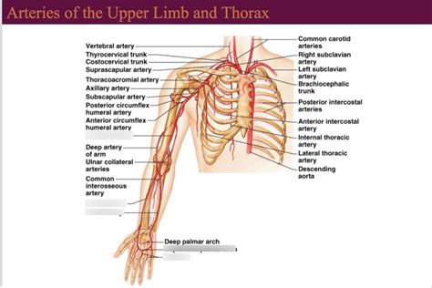 Arteries Of The Upper Limb Diagram Quizlet