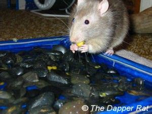 Manda31409 27.147 views1 year ago. Rat Toy Ideas (extensive DIY list) | Rats ARE Cute ...