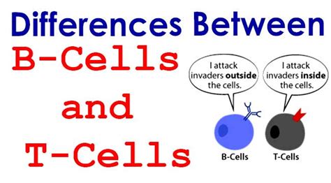 Differences Between B Cells And T Cells