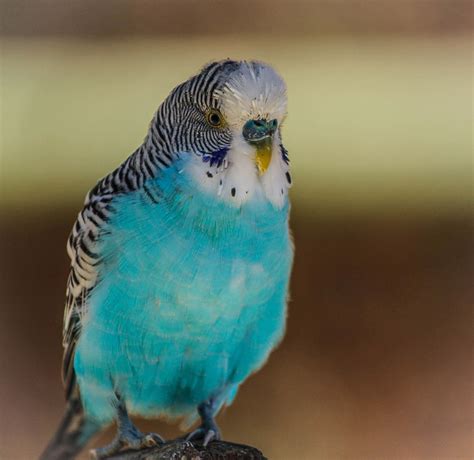 Image Gallery Male Parakeet