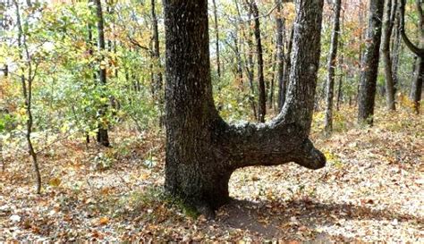 If You See A Bent Tree In The Forest Start Looking Around Immediately