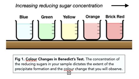 ᐉ Tests For Carbohydrates Learn More About Sugar Tests