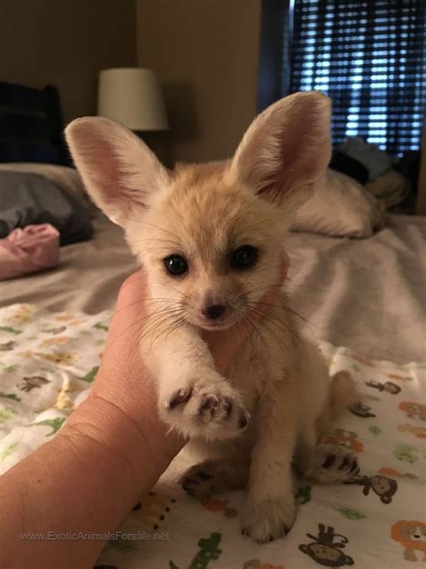 Fennec Fox For Sale Cute Baby Animals Pet Fox Cute Animals