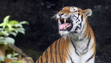 Majestic Amur Tigers Are Healthier Hungrier And Hornier Than
