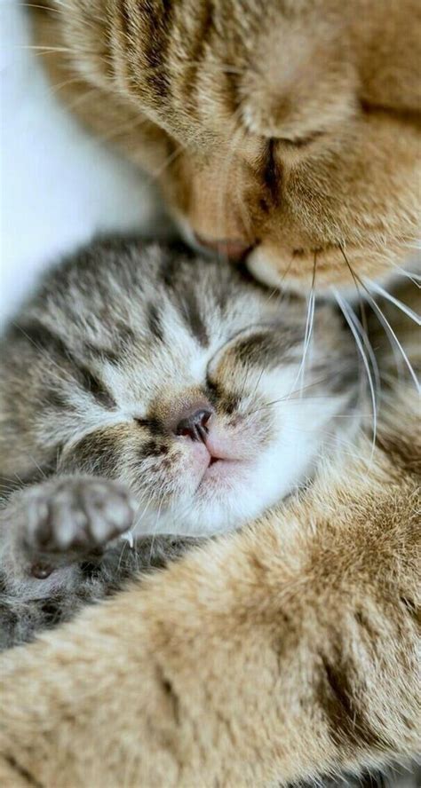 47 Inspirasi Terpopuler Cute Cats Kitten Love