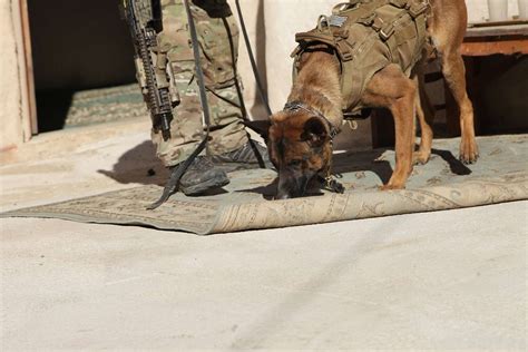 A Multipurpose Canine With The United States Army Rangers Nara